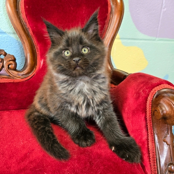 Meet your Posher, Sharon - Picture 9 of 12